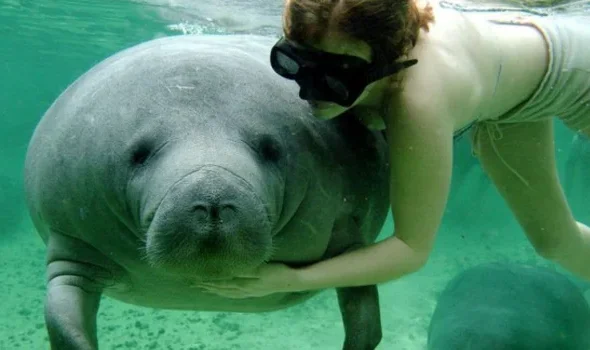 Touch a Manatee