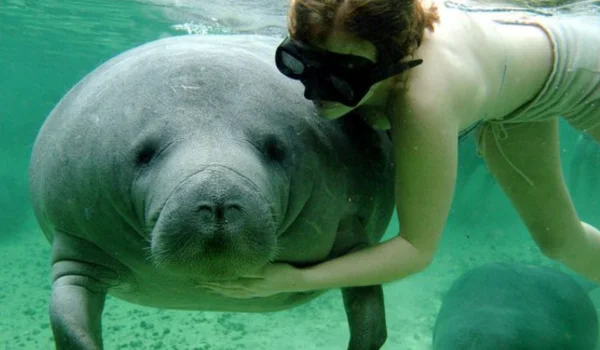 Touch a Manatee
