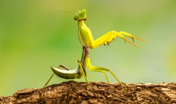 Praying Mantis