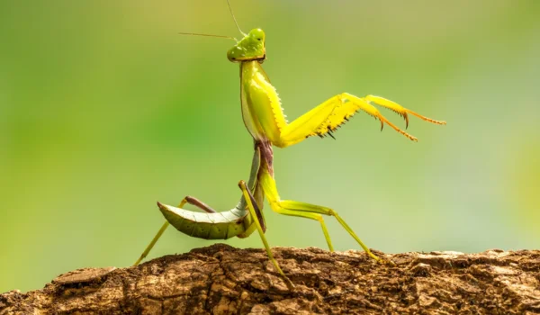 Praying Mantis