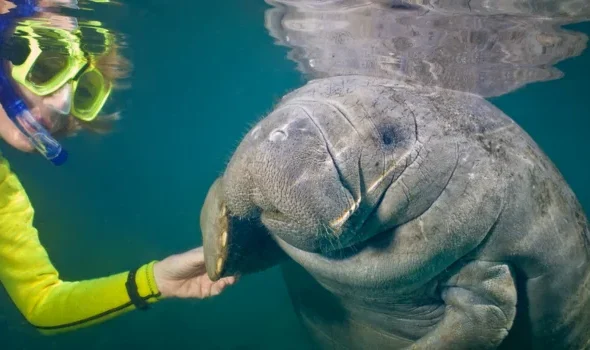 Pet a Manatee