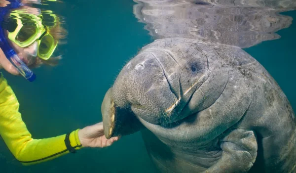Pet a Manatee